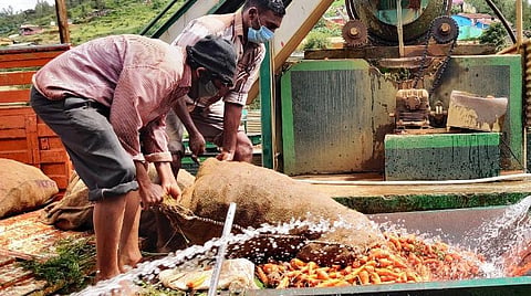 கேத்தி பாலாடாவில் இயங்கி வரும் கேரட் கழுவும் இயந்திரத்தில் கேரட் கொட்டப்படுகிறது.