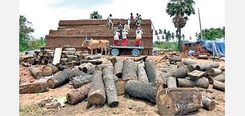 செங்கம் பகுதியில் செங்கள் சூளைக்காக வெட்டி அழிக்கப்பட்டு பயன்படுத்தப்பட்ட பனைமரங்கள்.