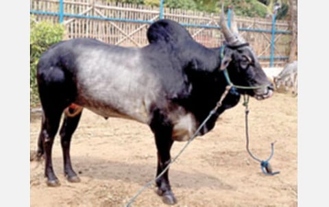 அழிவின் விளிம்பில் காங்கயம் இன மாடுகள்!- ஊரடங்கு காலத்தில் இறைச்சிக்காக கொண்டுசெல்வது அதிகரிப்பு