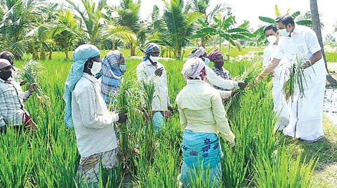 திருவாரூரில் இருந்து தஞ்சாவூர் செல்லும் வழியில், திருவாரூர் மாவட்டம் ஆதனூர் கிராமத்தில் சாலையோர நெல் வயலில் களை பறித்துக் கொண்டு இருந்த பெண்களிடம் விவசாயப் பணிகள் குறித்து கேட்டறிந்த முதல்வர் பழனிசாமி, அவர்கள் அனைவருக்கும் முகக் கவசம் வழங்கினார். உடன் அமைச்சர் இரா.காமராஜ்.
