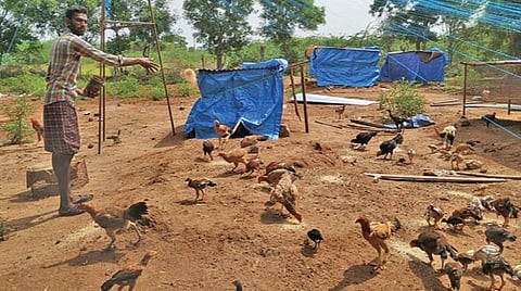 உசிலம்பட்டி அருகே பண்ணைப்பட்டி கிராமத்தில் மேய்ச்சல் முறையில் நாட்டுக்கோழிகள் வளர்க்கும் பட்டதாரி இளைஞர் பா.மனோஜ்.
