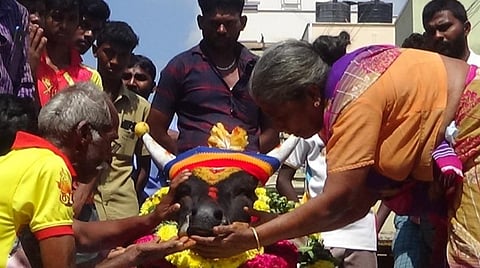 ஜல்லிக்கட்டு காளைக்கு இறுதிச் சடங்குகள்