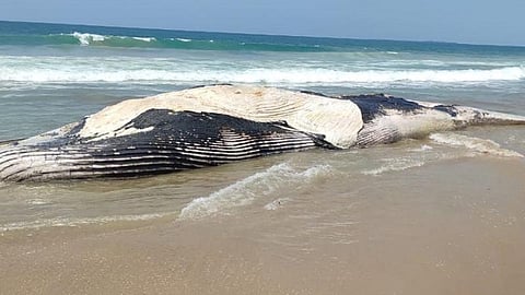 வாலிநோக்கம் கடற்கரையில் இறந்து கரை ஒதுங்கிய 7 டன் எடையுள்ள திமிங்கலம்