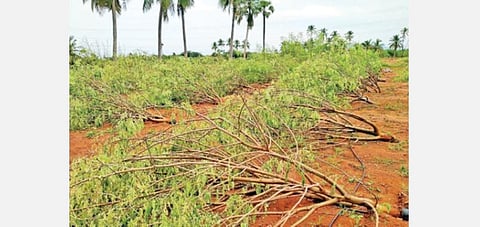 வேடசந்தூர் அருகே சின்னப்பள்ளம்புதூர் கிராமத்தில் பலத்த காற்றுடன் பெய்த கன மழையால் வேரோடு சாய்ந்த முருங்கை மரங்கள்.