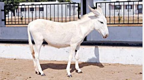குஜராத்தில் கழுதை பால் ஒரு லிட்டர் ரூ.7,000