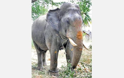 அபிமன்யூ