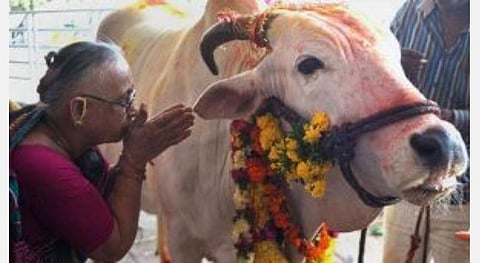 மகாளய பட்ச புதன்; பசுவுக்கு உணவிடுங்கள்