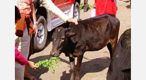 பசுவில் குடியிருக்கிறாள் மகாலக்ஷ்மி; உணவு, அகத்திக்கீரை, பழங்கள் வழங்குங்கள்!