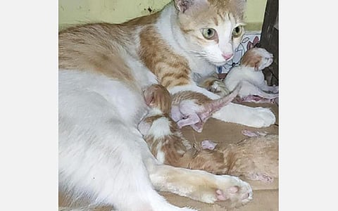 செல்லப் பூனைக்கு வளைகாப்பு நடத்திய பெண்: 4 குட்டிகளை அழகாய் ஈன்றது