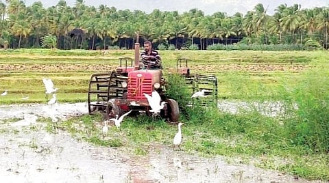 மேலகரம் அருகே நெல் சாகுபடிக்கு நிலத்தை உழுது தயார் செய்யும் பணி நடைபெறுகிறது.