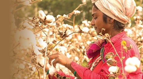 மரபணு மாற்றப்பட்ட பருத்தி தோல்வியடைந்துவிட்டதா?