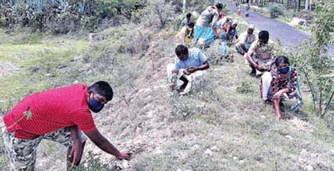 சிஞ்சுவாடி குட்டை கரையில் நடவு செய்யப்படும் பனை விதைகள்