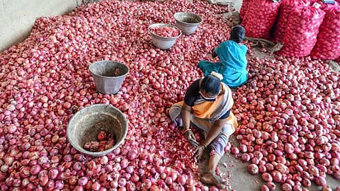 திண்டுக்கல் வெங்காய மார்க்கெட்டில் பெரியவெங்காயத்தை தரம்பிரிக்கும் பணியில் ஈடுபட்டுள்ள தொழிலாளர்கள்.