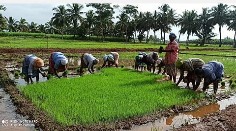 வேகமெடுக்கும் ஒற்றை நாற்று நெல் நடவு: மகசூல் அதிகரிப்பதாக விவசாயிகள் மகிழ்ச்சி