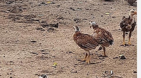 திருப்புவனம் அருகே கே.பெத்தானேந்தல் பகுதியில் வெள்ளைக்கழிச்சல் நோய் பாதித்த நாட்டுக் கோழிகள்.