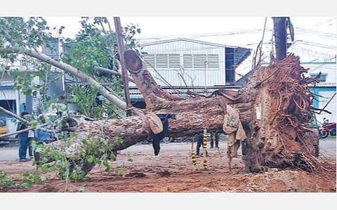 பழமையான அரச மரம் மறுநடவு: மலர்தூவி வழியனுப்பிய மக்கள்