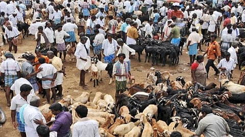 நெல்லை மேலப்பாளையத்தில் கால்நடை சந்தை செயல்பட மாநகராட்சி தடை: கால்நடைகளுடன் திரண்டவர்களுக்கு அபராதம் விதிப்பு