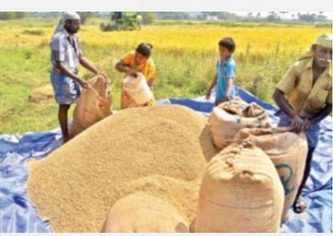 நெல் கொள்முதல் கடந்த ஆண்டைவிட 23 சதவீதம் அதிகம்