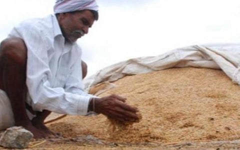 17% ஈரப்பதம் உள்ள நெல் கொள்முதல் செய்யப்படும்: உயர் நீதிமன்றத்தில் அரசு தகவல்