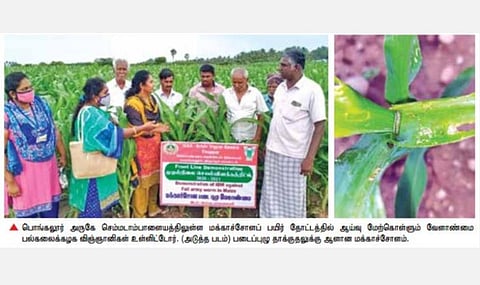 படைப்புழு தாக்குதலில் இருந்து மக்காச்சோளத்தை காப்பது எப்படி? - வேளாண் விஞ்ஞானிகள் செயல்திட்ட விளக்கம்