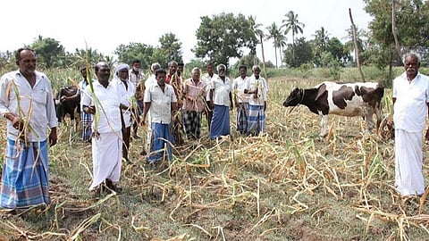 திண்டுக்கல்லில் வடகிழக்கு பருவமழை பொய்த்ததால் மக்காச்சோளப் பயிர்கள் கருகின: வேதனையில் விவசாயிகள்
