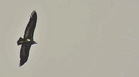 கோவை தீத்திபாளையத்தில் தென்பட்ட செம்முக பாறு கழுகு.