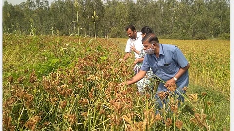 ஓசூர் அச்செட்டிப்பள்ளி ஊராட்சி சூதாளம் கிராமத்தில் நன்கு வளர்ந்து அறுவடைக்குத் தயாராக உள்ள கேழ்வரகு பயிர்களைப் பார்வையிடும் ஓசூர் வட்ட வேளாண் உதவி இயக்குநர் மனோகரன்.