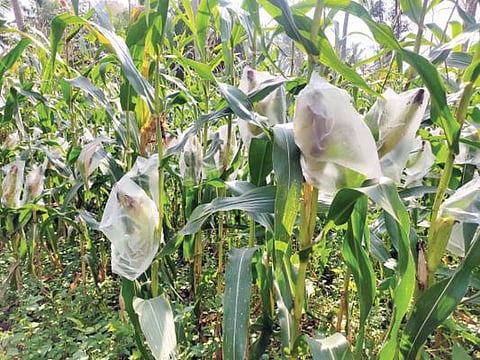 புதுக்கோட்டை மாவட்டம் மாங்காட்டில் ஒரு விவசாயியின் தோட்டத்தில் அணில், பறவைகளிடம் இருந்து பாதுகாப்பதற்காக பிளாஸ்டிக் கவர்களால் பாதுகாக்கப்படும் சோளக் கதிர்கள்.