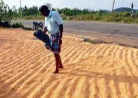 நெல் கொள்முதல் 262.32 லட்சம் மெட்ரிக் டன்னாக உயர்வு