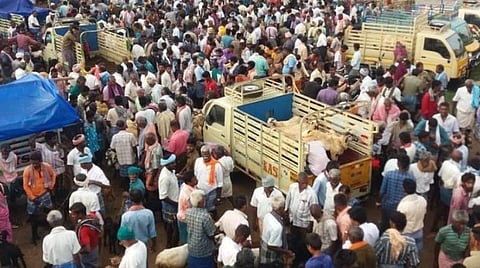 திண்டுக்கல் மாவட்டம் அய்யலூர் ஆட்டுச்சந்தையில் ஆடுகளை விற்கவும், வாங்கவும் குவிந்த வியாபாரிகள்.