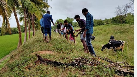 புதுக்கோட்டை மாவட்டம் கொத்தமங்கலத்தில் குளத்தின் கரையோரத்தில் பனை விதைகளை விதைக்கும் இளைஞர்கள்.