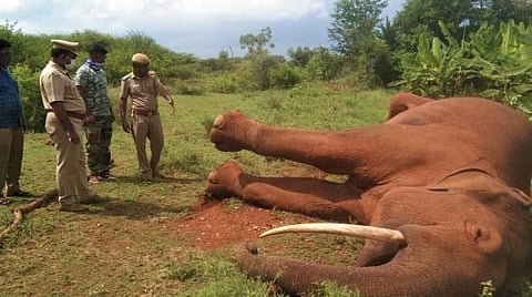 மின்சாரம் பாய்ந்து உயிரிழந்த ஆண் யானை.