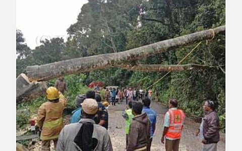கொடைக்கானல் மலைச்சாலையில் விழுந்த மரங்களை அகற்றும் தீயணைப்பு வீரர்கள்.