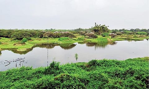 வேடந்தாங்கல் பறவைகள் சரணாலய ஏரியில் போதிய தண்ணீர் இல்லாததால் குறைந்த அளவிலேயே காணப்படும் பறவைகள்.