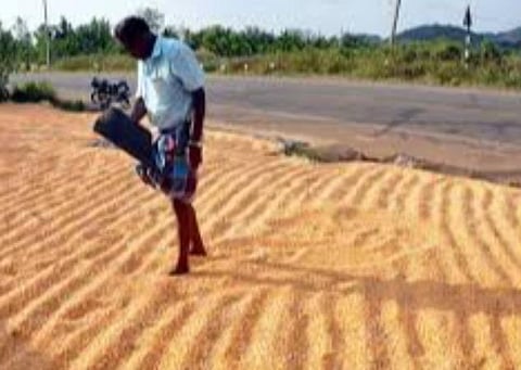 காரீப் நெல் கொள்முதல்: 36.13 லட்சம் விவசாயிகளுக்கு ரூ.66135.01 கோடி விநியோகம்