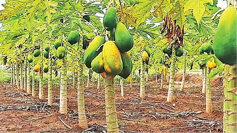 தருமபுரி அடுத்த வெள்ளோலை பகுதியில் பப்பாளி தோட்டமொன்றில், அறுவடைக்கு தயாராக உள்ள பழத்தில் கரும்புள்ளி நோய் தாக்கியுள்ளது.