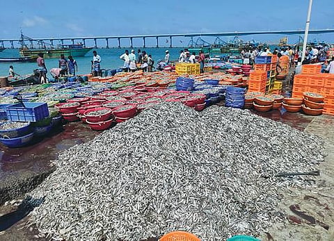 பாம்பன் கடற்கரையில் குவிக்கப்பட்டுள்ள பேச்சாலை மீன்கள்.