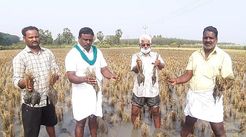 புதுச்சேரி தொண்டமாநத்தம் பகுதியில் கனமழையால் தண்ணீர் வடியாமல் முற்றிலும் அழுகிய நெற்பயிர்களுடன் விவசாயிகள்.