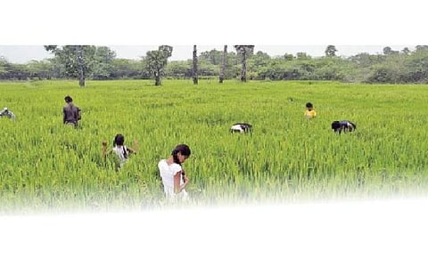 திருக்கோஷ்டியூர் அருகே 40 ஆண்டுகளாக தரிசாக கிடந்த நிலம்: பசுஞ்சோலையாக மாற்றிய ஒரே குடும்பத்தைச் சேர்ந்த மாணவர்கள்