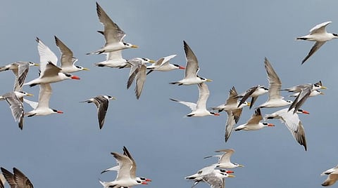 சமத்துவப் பறவைகள்