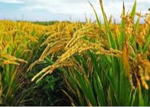 காரீப் நெல் கொள்முதல்: 41.04 லட்சம் விவசாயிகளுக்கு ரூ.70,937.38 கோடி விநியோகம்