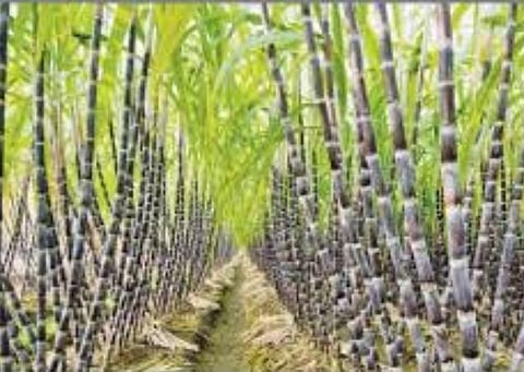 கரும்பு விவசாயிகளுக்கு ரூ.3,500 கோடி நிதியுதவி: மத்திய அமைச்சரவை ஒப்புதல்