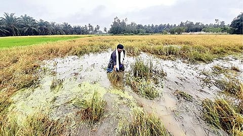 தஞ்சாவூர் மாவட்டத்தில் துறையுண்டார்கோட்டையில் உள்ள வயல்களில் தண்ணீர் தேங்கி, சம்பா பயிர்கள் மூழ்கியுள்ளதை காட்டும் விவசாயி.படம்: வி.சுந்தர்ராஜ்
