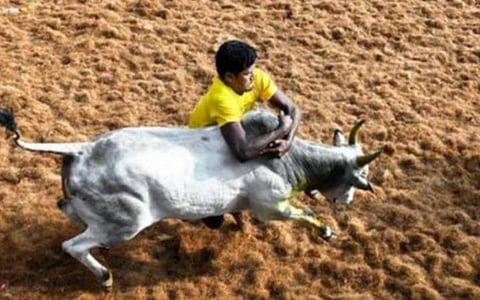 கட்டுப்பாடுகளுடன் ஜல்லிக்கட்டு நடத்துவது சாத்தியமா?- குறைவான காளைகளும், வீரர்களுமே அனுமதிக்கப்படுவதால் ஆர்வலர்கள் ஏமாற்றம்