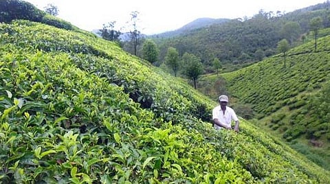 நீலகிரியில் ஜப்பான் முறையில் தேயிலை ஏலம் நடத்த முடிவு: கூடுதல் விலை கிடைக்கும் என நம்பிக்கை