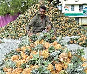 தூத்துக்குடியில் அன்னாசி பழங்களை மலை போல குவித்து வைத்து விற்பனை செய்யும் வியாபாரி. படம்: என்.ராஜேஷ்