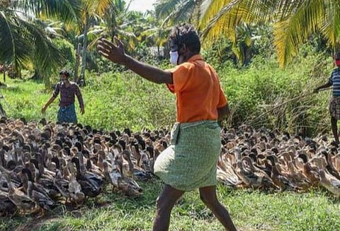 வெளிநாட்டுப் பறவைகளால் பரவும் பறவைக் காய்ச்சல்: மத்திய அரசு எச்சரிக்கை