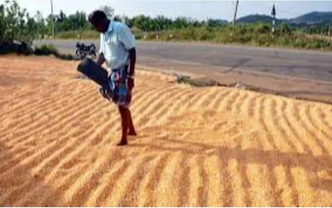 காரீப் நெல் கொள்முதல் கடந்த ஆண்டை விட 26.18 சதவீதம் அதிகம்