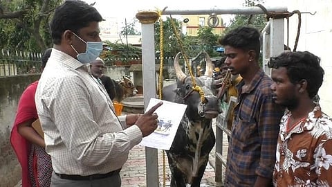 மதுரை அவனியாபுரம் ஜல்லிக்கட்டு காளைகளுக்கு அடையாளச் சான்றிதழ் வழங்கல்