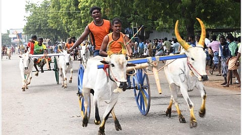 தூத்துக்குடி அருகே முத்தையாபுரத்தில் நடைபெற்ற மாட்டுவண்டி பந்தயத்தில் சீறிப்பாய்ந்து செல்லும் வண்டிகள். படம்: என்.ராஜேஷ்